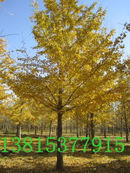 6公分银杏树,6公分银杏树价格,6公分银杏树价格